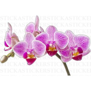 Autocollant Vinyle Orchidée - Décoration Murale Ou Vitre - Neuf - Style Floral