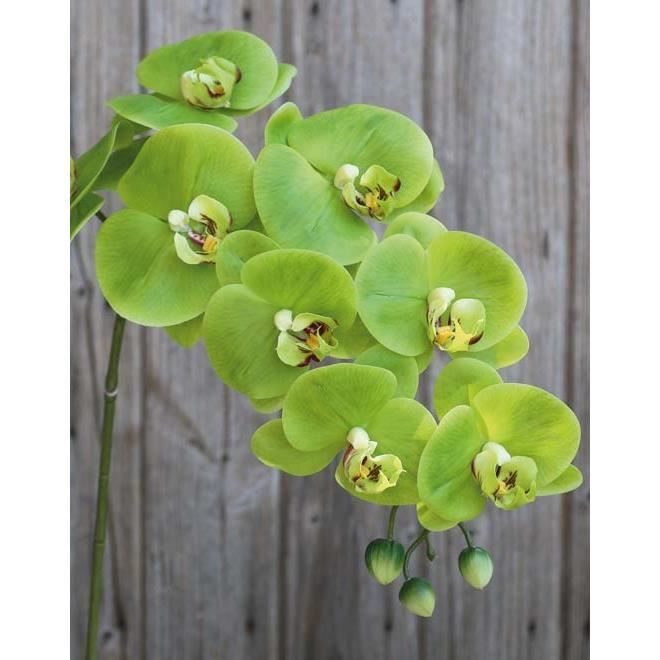 Cm En Soie Artificielle AureliaReal Touch8 D'orchidée Phalaenopsis Orchidée Tige FleursVert95 Fleur BoQCdxerW