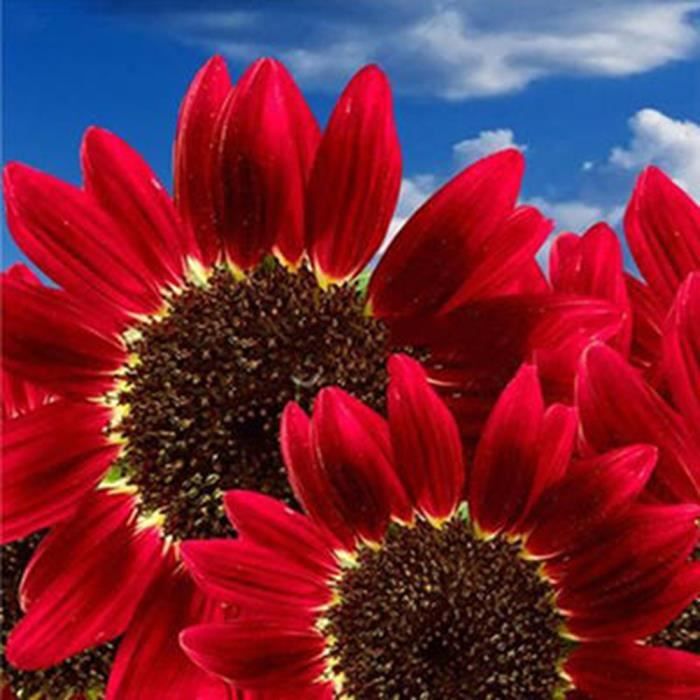 30 PCs rouge tournesol graines de fleurs rares annuel Decor Organic Helianthus
