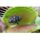 Plante carnivore mangeuse de mouches