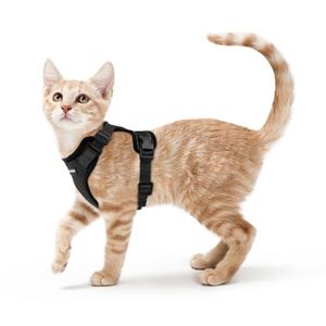 Doux noir chatte