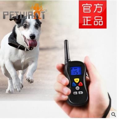 dressage chien 16