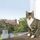Dressage chat