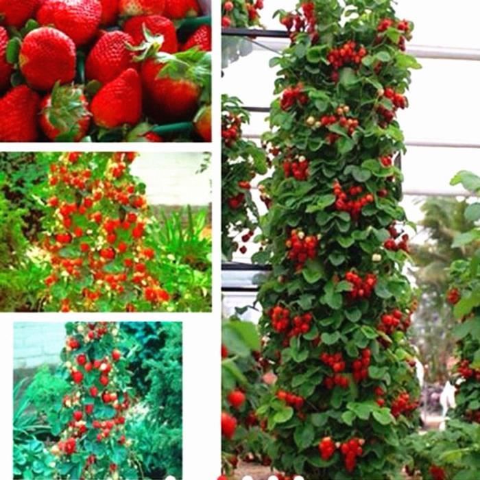 semence de jardin semence de jardin