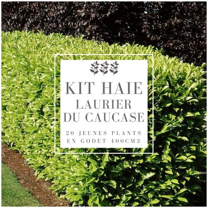 Kit Haie Laurier Du Caucase (Prunus Laurocerasus Caucasica) - Haie en ...