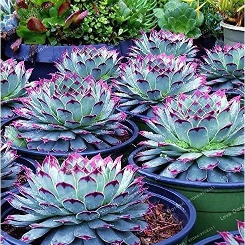 Graines De Lithops - 