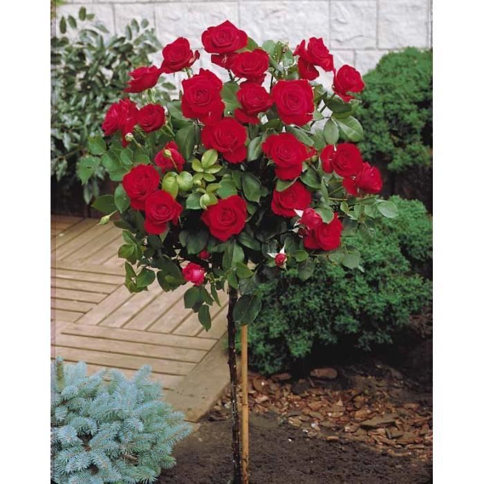Comment Faire Pousser Un Rosier à Partir D'une Tige Rosier sur tige 'Dame de Coeur' - Achat / Vente plante poussée Rosier