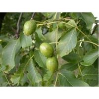 DÉFENSE IMMUNITAIRE Noyer feuille 100 g Juglans regia - Complément... DÉFENSE IMMUNITAIRE Noyer feuille 100 g Juglans regia - Complément...