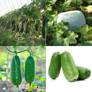 Graine de melon - Achat / Vente pas cher