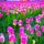 100Pcs Graines de tulipes Graines de fleurs de tul