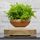 Pot de fleur Lévitation Magnétique Plantes magnéti
