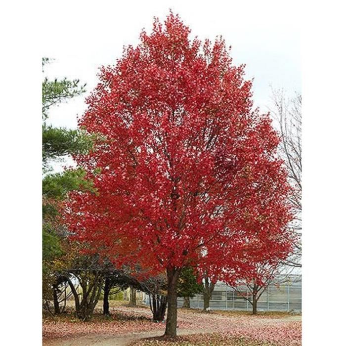 Erable Rouge Petit Lot de 20 graines arbre érable rouge acer rubrum semence pollinisation ...