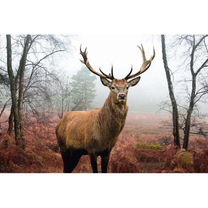 Poster du cerf dans la forêt - Achat / Vente affiche - poster - Soldes