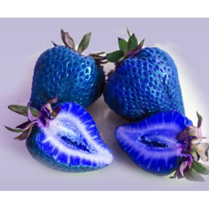 200 graines de fraises bleu semence strawberry sie
