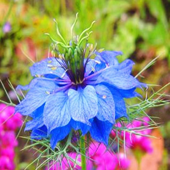 800pcs Graines de fleur rare de jardins de nigelle deco jardin maison