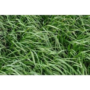 Ray grass italien prix