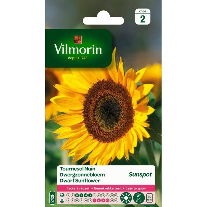 VILMORIN Tournesol nain Sunspot simple