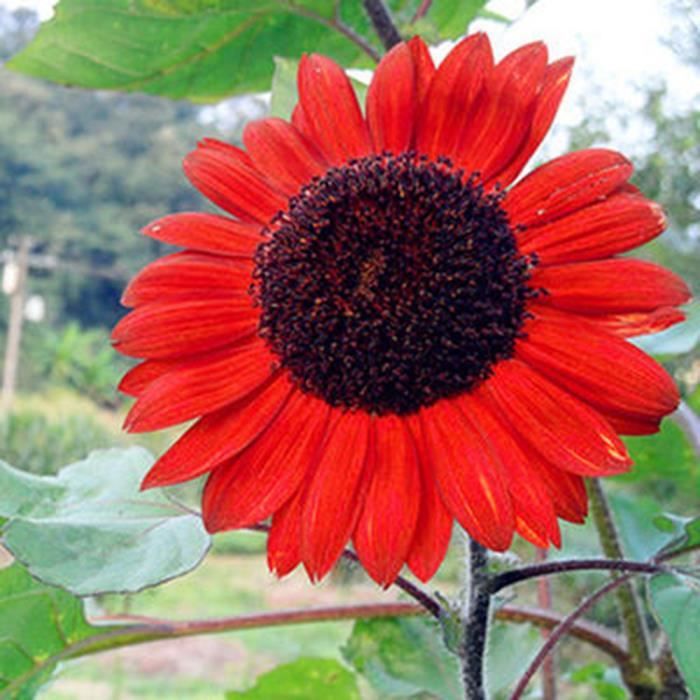 15 pcs rouge tournesol graines de fleurs rares annuel Decor Organic Helianthus