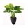 Plantes - Composition florale