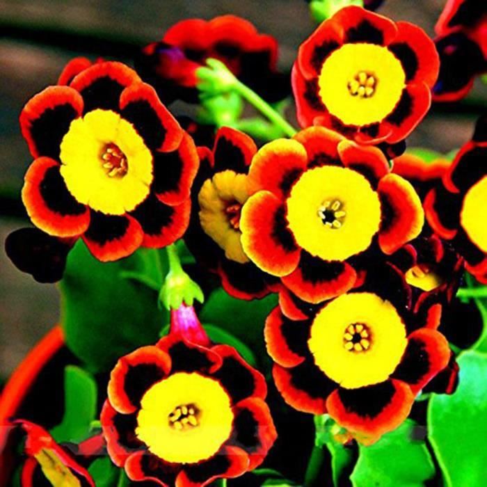 100pcs/Pack graines de fleur rare pétunia Tri,couleur annuelles maison bonsaï jardinage