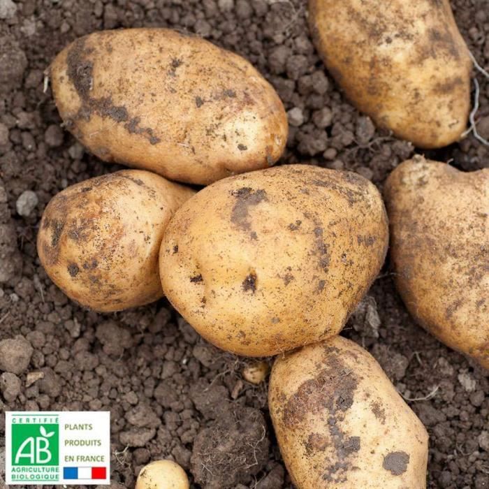 Plant de pomme de terre - Achat / Vente Plant de pomme de ...