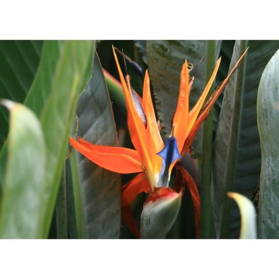 Saflax Jardin Dans La Boîte Oiseau De Paradis Reginae 5 Graines Strelitzia Reginae