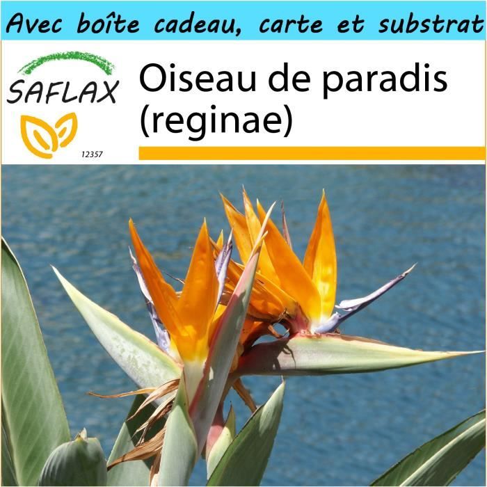 Saflax Kit Cadeau Oiseau De Paradis Reginae 5