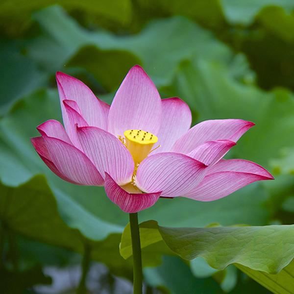 50pcs Graines de fleur lotus plantes aquatiques plante vivace Pourpre Clair Achat / Vente