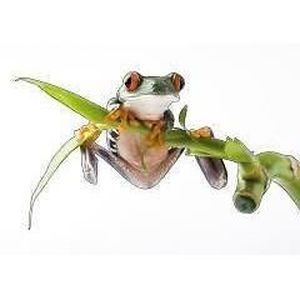Sticker animal grenouille zen 73x57cm