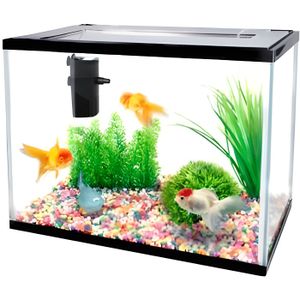 Combien De Poisson Pour Un Aquarium De 20 Litres