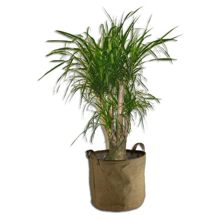 ramifié 80 cm   Achat / Vente PLANTE POUSSEE Beaucarnéa ramifié 80