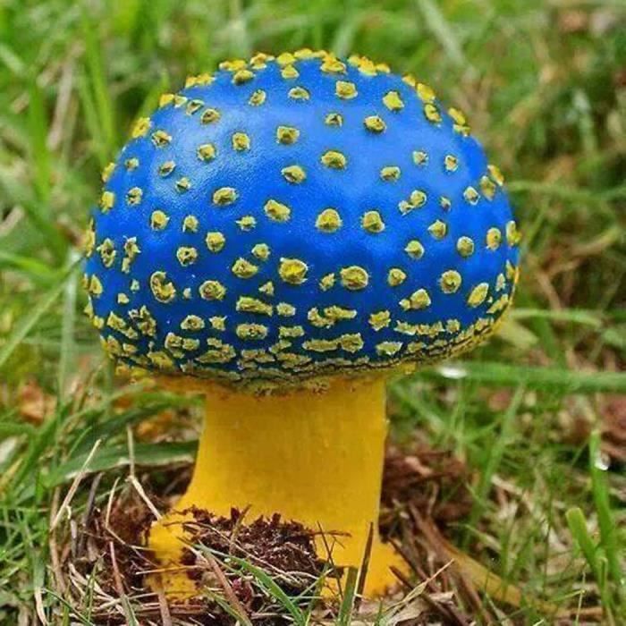 Graines de succulentes de champignon comestible pour ferme ...