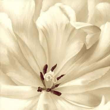 fleur a vendre pas cher fleur a vendre pas cher