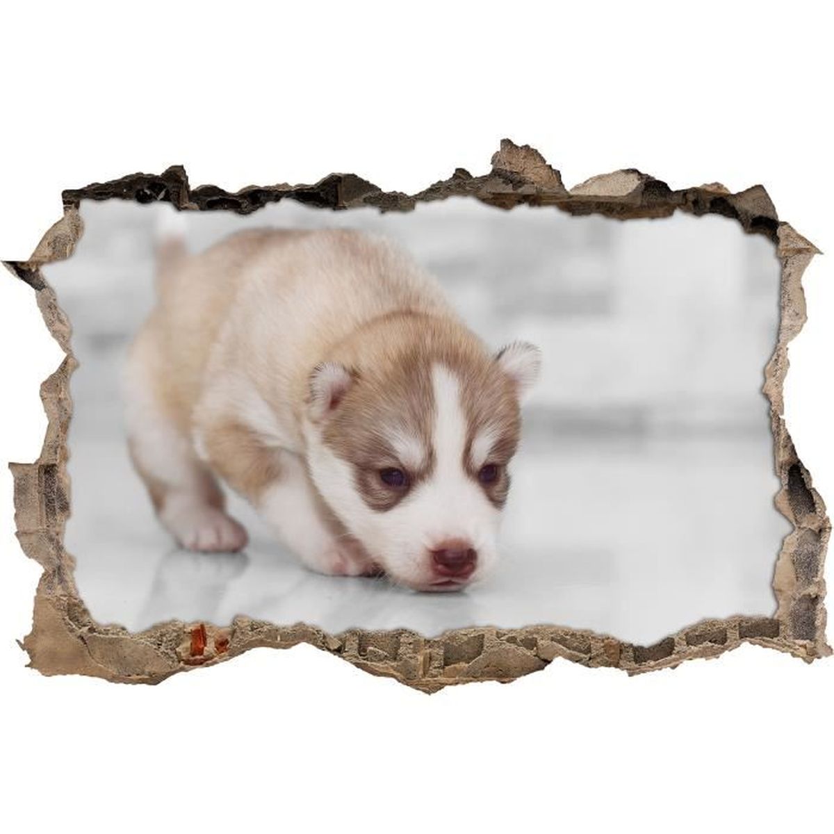 Chiot husky Achat / Vente pas cher