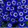 50pcs Rare Graines de Fleur Marguerite Bleu Idéal