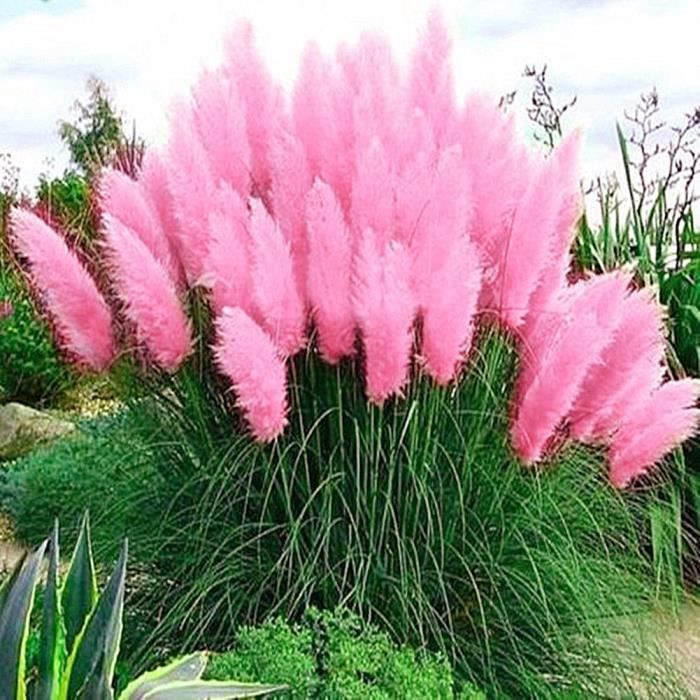 1000pcs graines de Pampas herbe Cortaderia selloana fleur ...