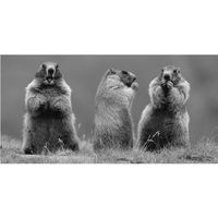 TABLEAU - TOILE Toile 3 MARMOTTES 140 X 70 CM TABLEAU - TOILE Toile 3 MARMOTTES 140 X 70 CM