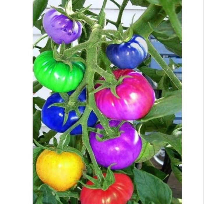 graine de tomate rare graine de tomate rare
