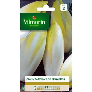 VILMORIN Chicorée Witloof Endive de Bruxelles
