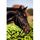 KERBL Bridon Standard - Noir - Cheval de selle