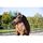 HORZE Licol Howard pour chevaux - 100% polyester -