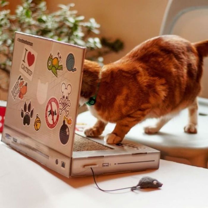 griffoir chat ordinateur