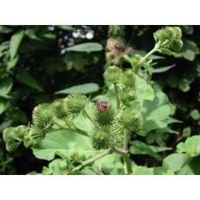 TONUS - VITALITÉ Bardane racine 250 g POUDRE Arctium majus - Com... TONUS - VITALITÉ Bardane racine 250 g POUDRE Arctium majus - Com...