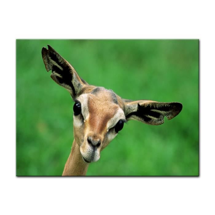 tableau gazelle tableau gazelle