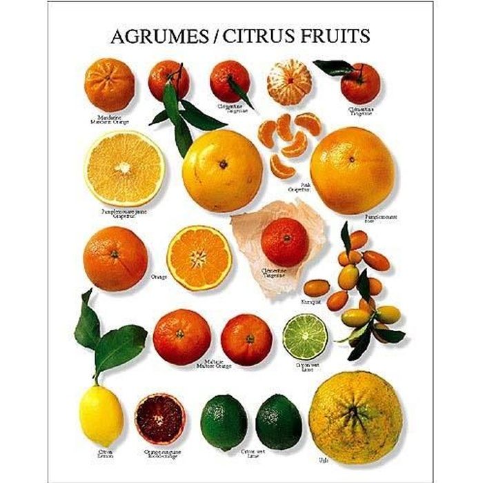Affiche 24x30 cm Agrumes Citrus Fruit Zitrusfrüchte Atelier