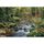 Poster mural foret