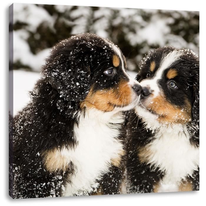 Tableau bouvier bernois 4 bouvier bernois chiot de chien dans la neige form