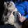 Brosse aspirateur pour chien