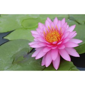 plante de bassin discount