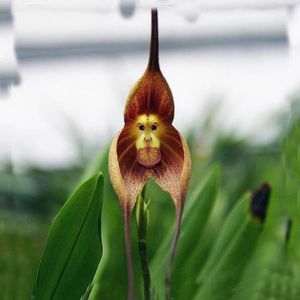 Rsultat de recherche dimages pour orchide singe